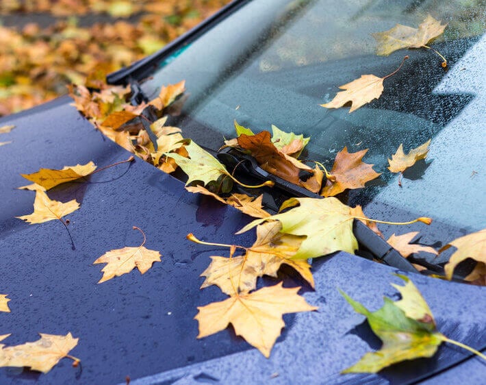 Hood of blue car covered in autumn foliage and light mist