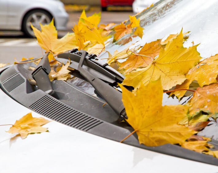 yellow leaves fallen on a white car windshield